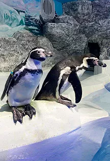 Купить билеты на Пингвинарий 07 января, 10:00 в Сочи